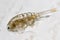 Copepod Zooplankton are a group of small crustaceans