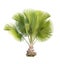 Copernicia baileyana palm isolated with clipping path