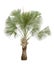 Copernicia hospita palm isolated on white background