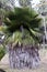 Copernicia macroglossa is an endemic Palm to Cuba