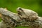 Copes Gray Treefrog