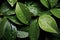 Copious water droplets on green leaves, top view copy space