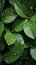 Copious water droplets on green leaves, top view copy space