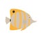 Copper Banded Butterfly fish, exotic fish,tropical fish
