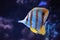 Copper-banded butterflyfish, Chelmon rostratus