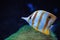 Copper-banded butterflyfish, Chelmon rostratus