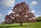 Copper Beech Tree