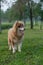 A copper brown Alaskan malamute dog standing on a green grass