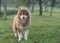 A copper brown Alaskan malamute dog standing on a green grass