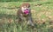 Copper brown Alaskan Malamute puppy playing ball on the grass