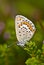 Copper-butterfly on blurred background