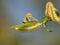 Copper-butterfly Lycaenidae. Beautiful butterfly make mating