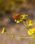 Copper Butterfly on Yellow Daisy flowers