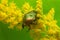 Copper chafer, Protaetia cuprea on blooming canadian goldenrod, Solidago canadensis