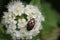 Copper chafer Protaetia cuprea ssp. metallica beetle in garden