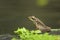 Copper-cheeked Frog - Hylarana chalconota