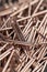 copper colored decorative nails for decorations and decor fixing