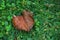 COPPER COLOURED DEAD LEAF ON GREEN LAWN RIDDLED WITH WEEDS