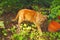 Copper-eyed domestic shorthair classic red tabby cat