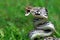 Copper-headed Trinket Snake ready to attack, Coelognathus radiatus