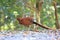 Copper Pheasant male in South Kyushu, Japan