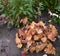 Copper Red Flowering Heuchera Amberosus  in the garden