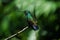 Copper-rumped hummingbird at the Adventure farm in Trinidad and Tobago