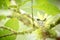 Copper-rumped hummingbird Amazilia tobaci sitting on nest on branch, caribean tropical forest, Trinidad and Tobago