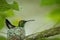 Copper-rumped hummingbird Amazilia tobaci sitting on nest on branch, caribean tropical forest, Trinidad and Tobago