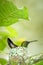 Copper-rumped hummingbird Amazilia tobaci sitting on nest on branch, caribean tropical forest, Trinidad and Tobago