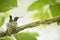 Copper-rumped hummingbird Amazilia tobaci sitting on nest on branch, caribean tropical forest, Trinidad and Tobago