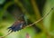 Copper-rumped hummingbird bathing and splashing in a rainstorm