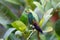 Copper-rumped hummingbird chirping in a lime tree next to limes