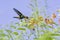 A Copper-rumped hummingbird feeding on colorful, tropical flowers in the sunlight