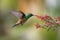 Copper-rumped hummingbird feeding on flowers