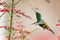 Copper-rumped hummingbird and flowers with a pale red background