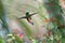 Copper-rumped hummingbird flying in a colorful garden of flowers