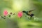 Copper-rumped Hummingbird hovering next to pink mimosa flower, bird in flight, caribean tropical forest, Trinidad and Tobago