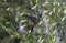 Copper-rumped hummingbird pollinating flowers surrounded by lush foliage