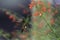 Copper-rumped hummingbird pollinating red flowers with dark background