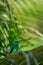 Copper-rumped Hummingbird sitting on branch in garden, palm leaves in background, bird from caribean tropical forest, Trinidad and