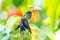 Copper-rumped hummingbird stretching in a tropical plant