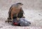 Copper`s hawk, Accipiter cooperii, eating a rock piegon