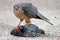 Copper`s hawk, Accipiter cooperii, eating a rock piegon