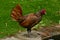 Copper Sebring rooster with green grass background