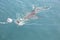 Copper shark chasing bait near shark cage