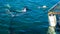 Copper sharks swimming around lure and tourist boat floating cage South Africa attraction