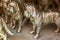 Copper statues of dogs , home decor