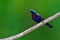 Copper throated Sunbird