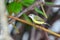 Copper throated Sunbird